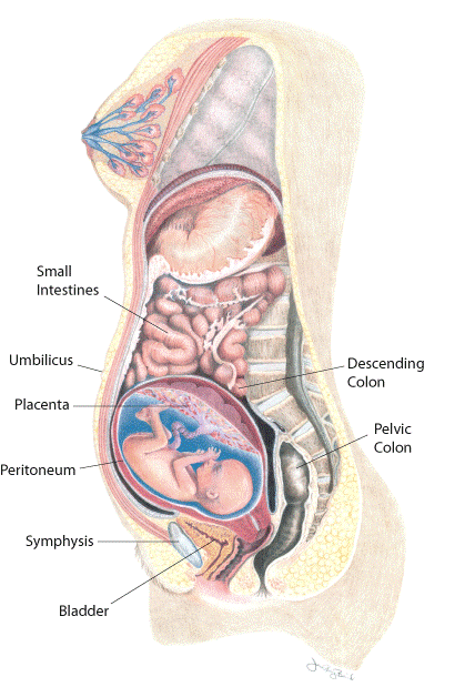 Pregnancy 20 weeks Pregnancy 20 weeks