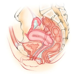 Uterus and pelvic floor