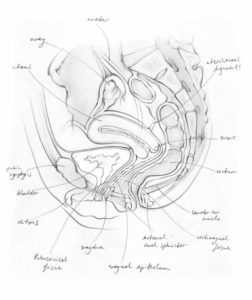 Uterus and pelvic floor